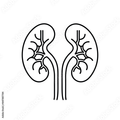 Minimalist Line Drawing of Two Human Kidneys with Renal Pelvis, Calyces, Ureters, and Vascular Branching in Black and White Outline Style