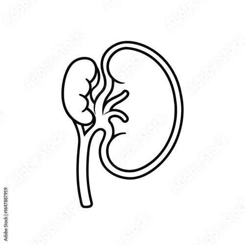 Minimalist Line Drawing of Human Kidney with Renal Cortex, Medulla, Pelvis, and Ureter in Black and White Outline Style
