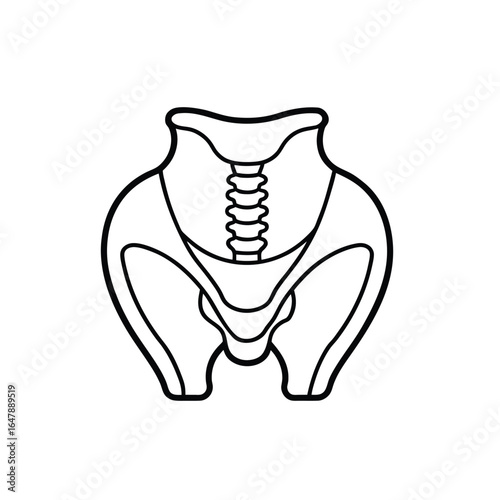 Minimalist Line Drawing of Human Pelvis with Sacrum and Hip Bones in Frontal View