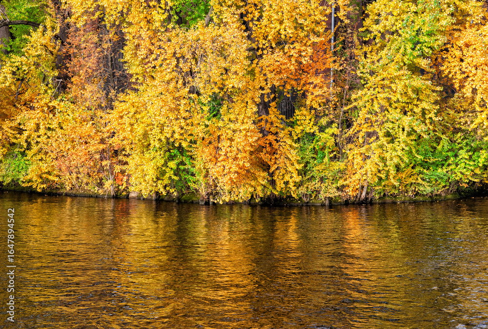 Fototapeta premium Golden autumn foliage reflects in calm river water. Seasonal landscape captures tranquil nature