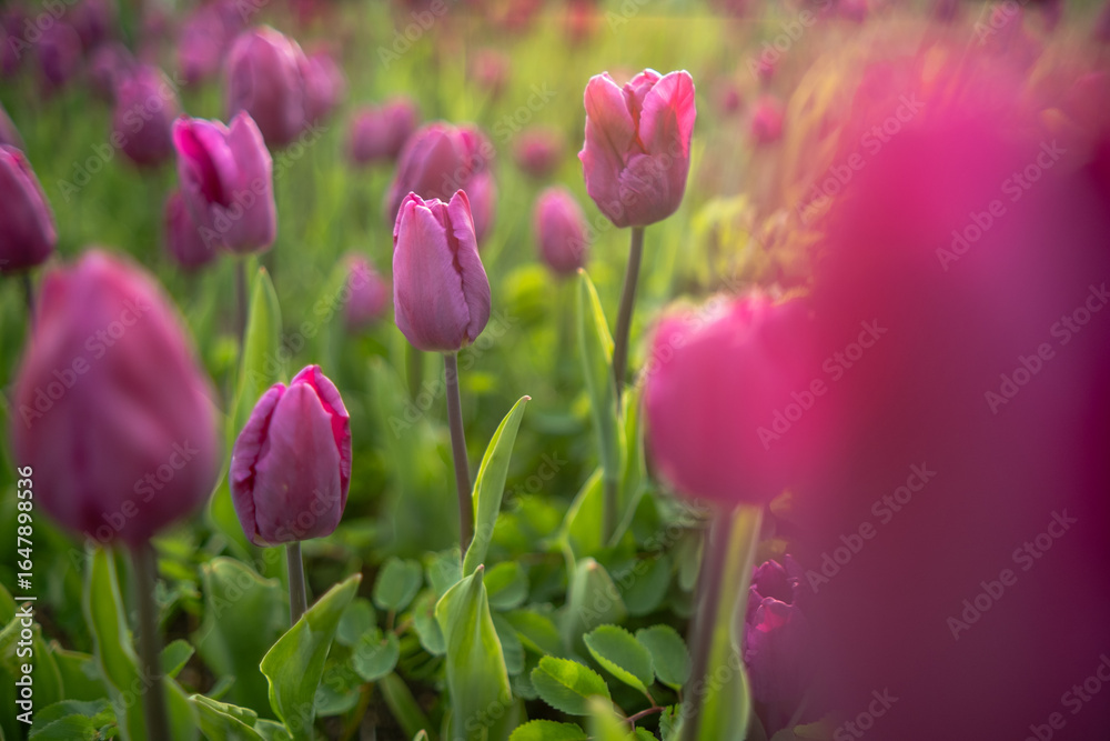 Fototapeta premium Colorful Tulips Blooming in a Vibrant Garden During Springtime Showcasing Natures Beauty