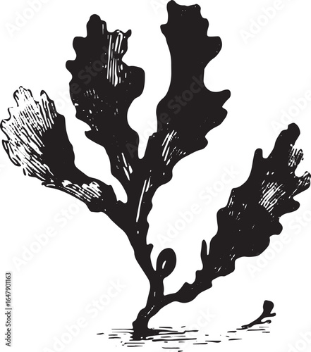 Seaweed plant with detailed leaves in monochrome vintage style. Botanical marine vector illustration.