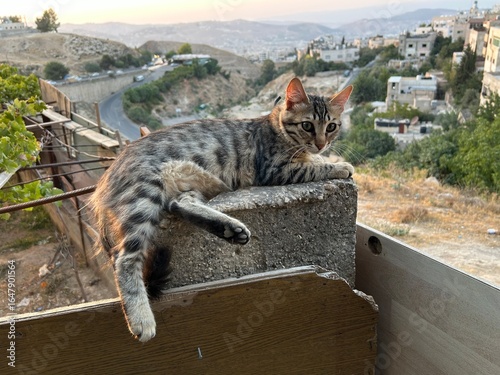 Canvas Print A tabby cat sits outside in nature