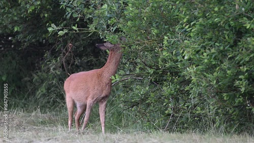 Roe deer stand on a moor meadow and eat leaves from a tree by a hedge, summer, north rhine westphalia, (capreolus capreolus), germany 