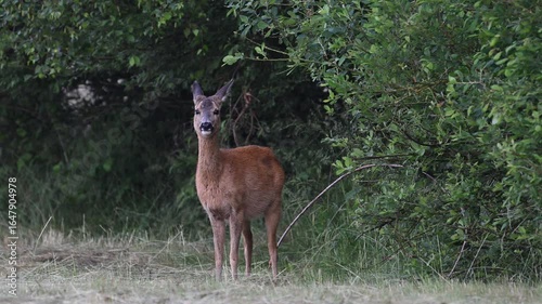 Roe deer stand on a moor meadow and eat leaves from a tree by a hedge, summer, north rhine westphalia, (capreolus capreolus), germany 