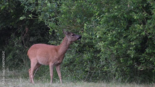 Roe deer stand on a moor meadow and eat leaves from a tree by a hedge, summer, north rhine westphalia, (capreolus capreolus), germany 