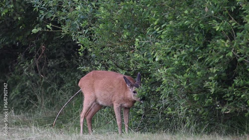 Roe deer stand on a moor meadow and eat leaves from a tree by a hedge, summer, north rhine westphalia, (capreolus capreolus), germany 