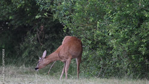 Roe deer stand on a moor meadow, eating leaves from trees and scratching their fur, summer, north rhine westphalia, (capreolus capreolus), germany 