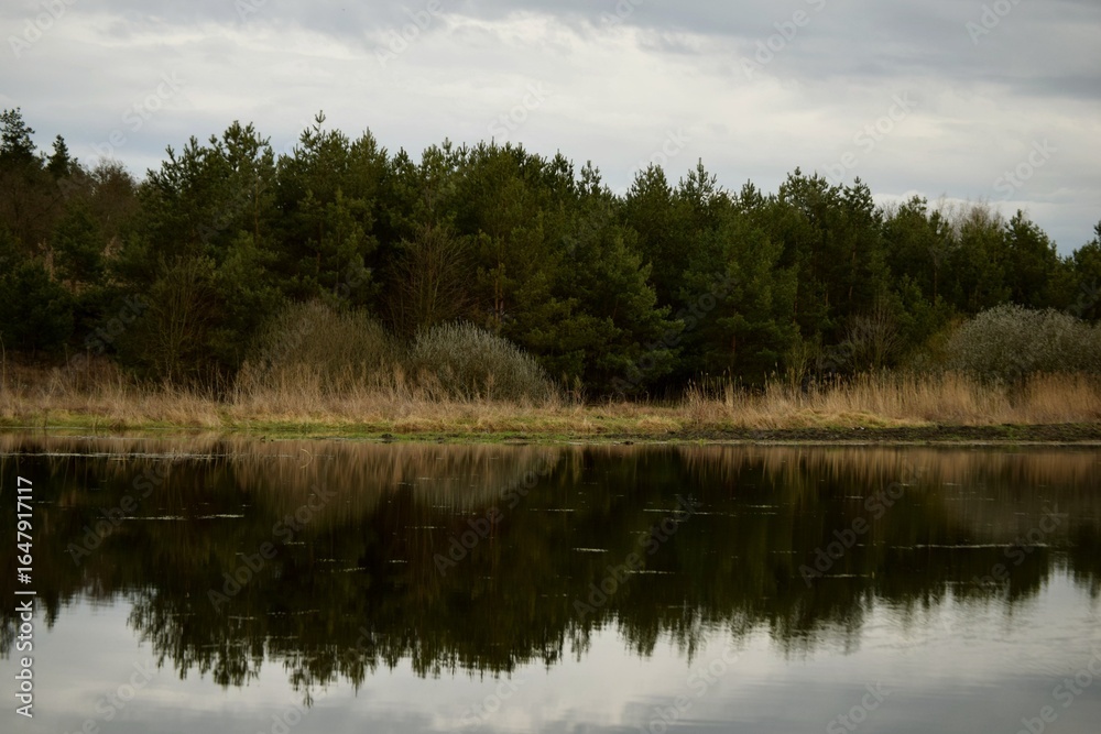 Obraz premium reflection of trees in water