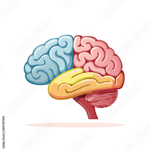 Anatomical illustration of the human brain with color coded lobes. Vector graphic for science and medicine.