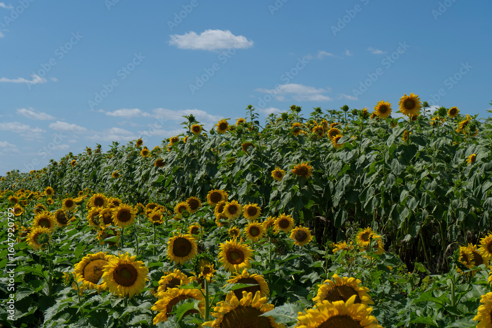 Obraz premium field of sunflowers