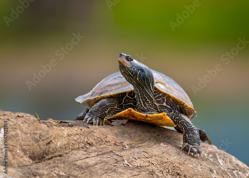 Basking Map Turtle