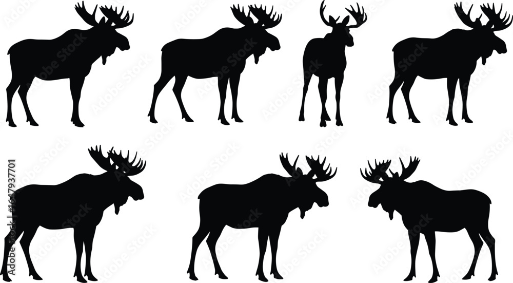 Fototapeta premium Moose silhouette set with detailed antlers, standing and walking poses, wildlife vector for hunting, forest, outdoor, nature, and animal designs