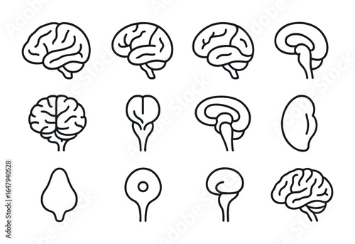 Brain Anatomy Icons. Outline vector icons of human brain anatomy: frontal lobe, occipital lobe, parietal lobe,