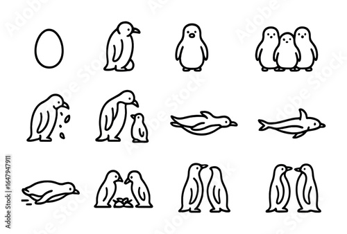 Penguin Life Cycle Icons. Outline icon set of penguin life cycle: egg, incubation, chick, crèche, molting,