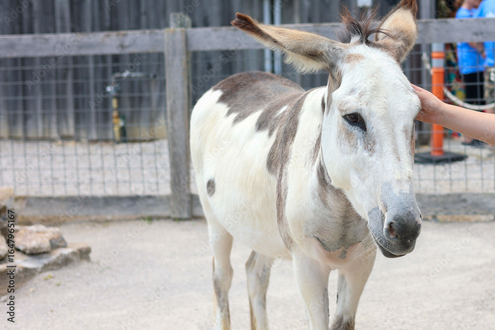 Obraz premium A Donkey at a petting zoo
