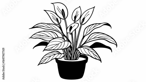 Illustration of a peace lily plant in a pot with elongated leaves and flowers