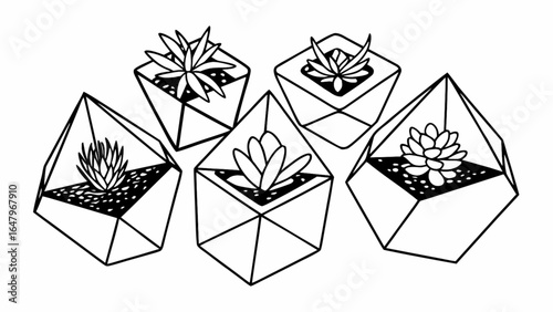 Illustration of five geometric terrariums with succulents in black and white