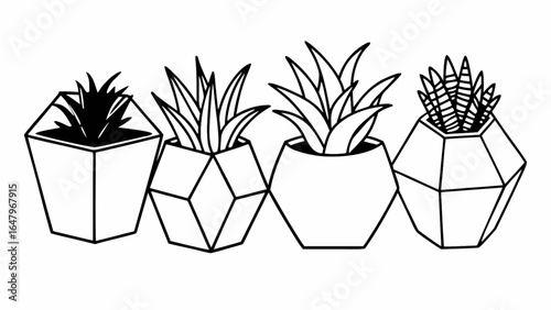 Four potted succulents in geometric pots with different leaf arrangements shown