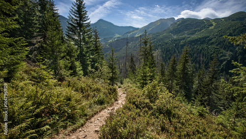 Fototapeta Naklejka Na Ścianę i Meble -  Mountain hiking trail in the Tatra National Park, Poland. Summer landscape with evergreen forest, rocky path and high peaks under blue sky.