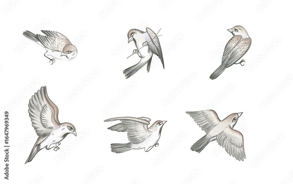 Obraz premium Realistic sparrow bird illustrations in different flying and perched poses, detailed hand-drawn style. Perfect for nature projects, wildlife education, and decorative design elements. 