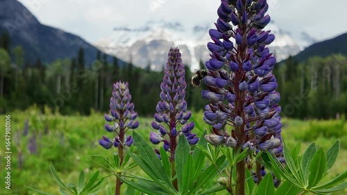 Wildflowers in the spring in the Canadian Rockies