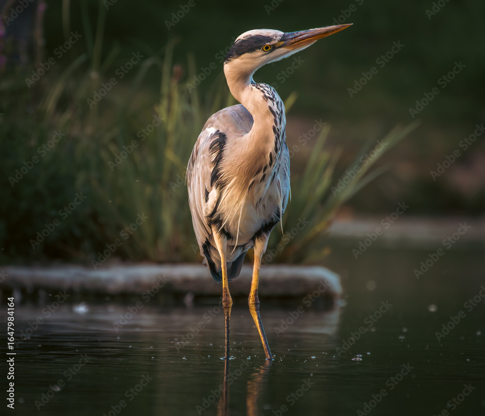 Fototapeta premium great blue heron ardea cinerea
