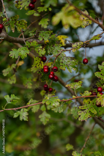 Frutos vermelhos em contraste com verde