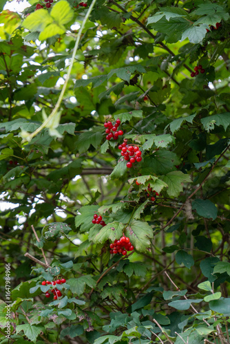 Frutos vermelhos em contraste com verde