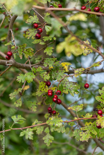 Frutos vermelhos em contraste com verde