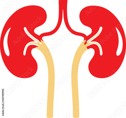 Kidneys Nephrology Icon 