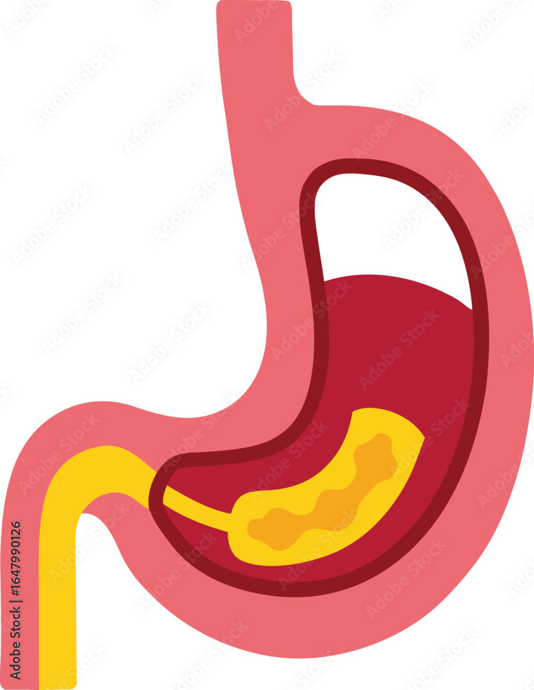 Fototapeta premium human stomach vector icon isolated on white background