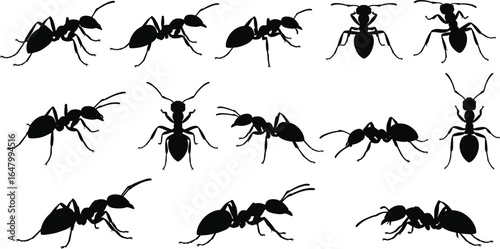 Set of black ant silhouettes in various poses, detailed insect vector illustrations for nature, pest control, and science projects