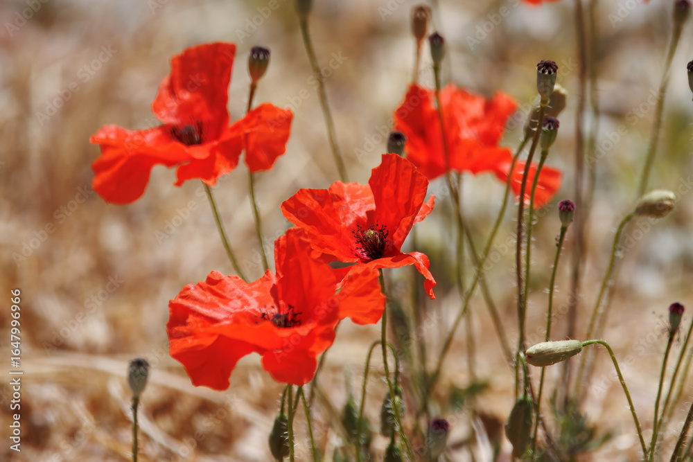 Naklejka premium Flower of the poppy Papaver dubium