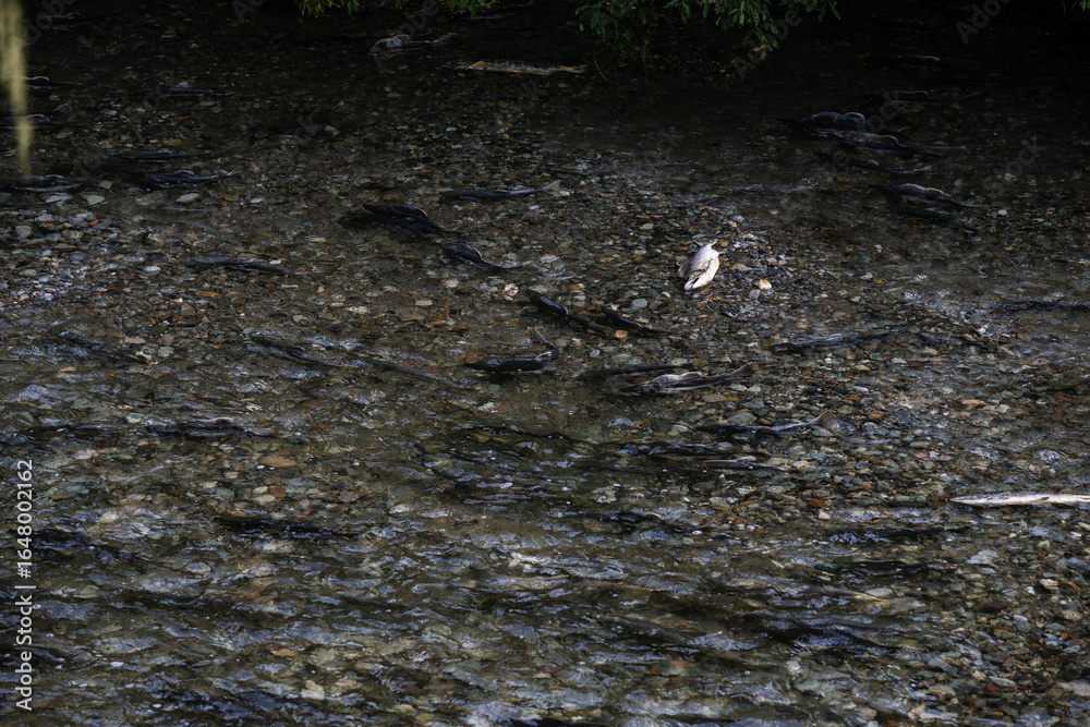 Fototapeta premium Salmon spawning in the late summer