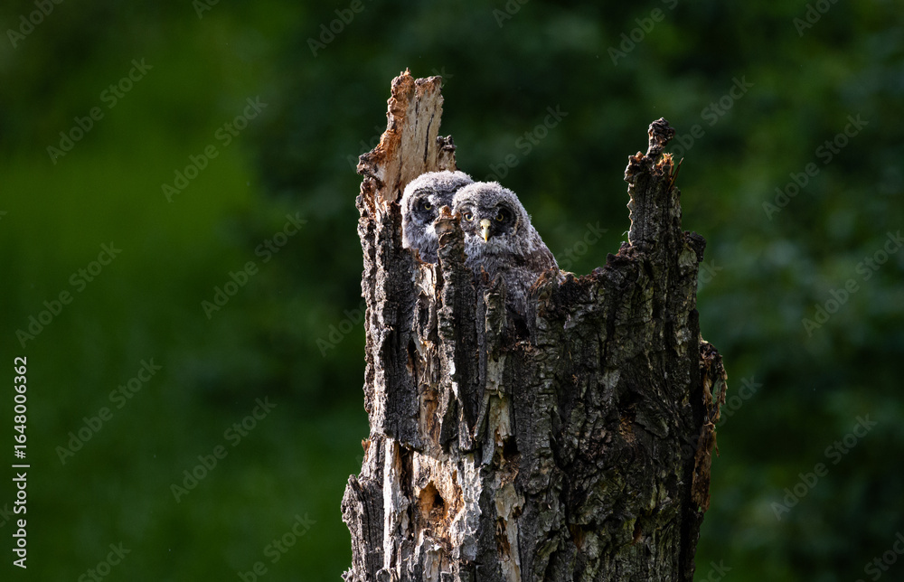 Obraz premium Great grey owl in the spring