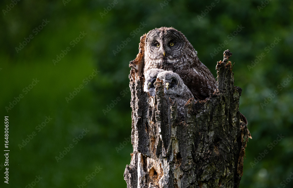 Obraz premium Great grey owl in the spring