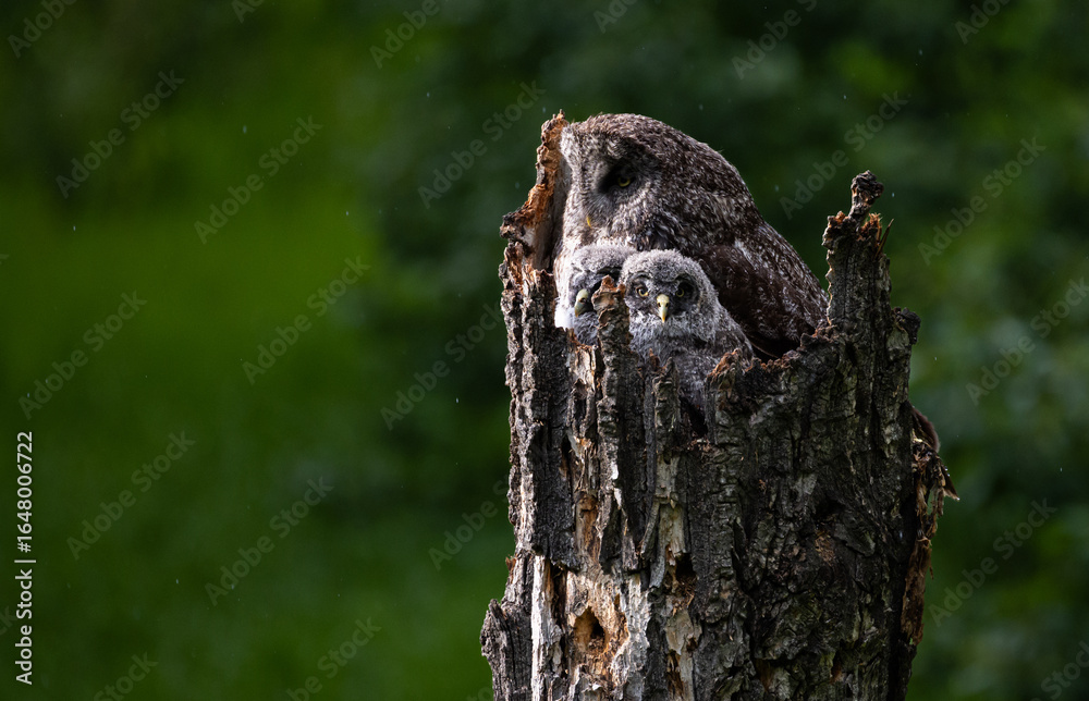 Obraz premium Great grey owl in the spring