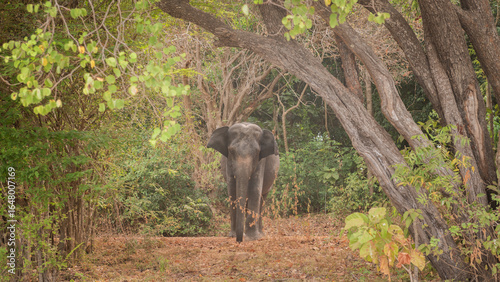 wild male bull asian elephant emerging from the bush forest at safari in south east asia