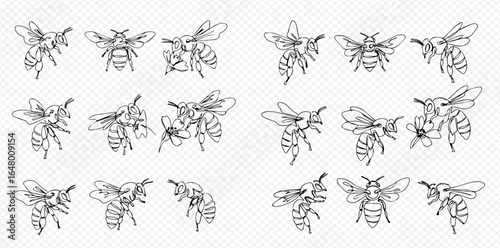 A collection of detailed, hand-drawn bee illustrations in various flying and pollinating poses.