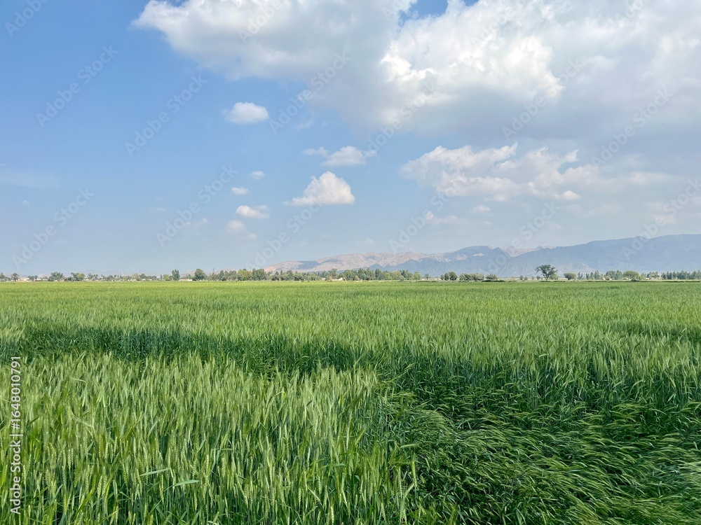 Fototapeta premium Vast green field under a blue sky with fluffy white clouds, a beautiful natural landscape