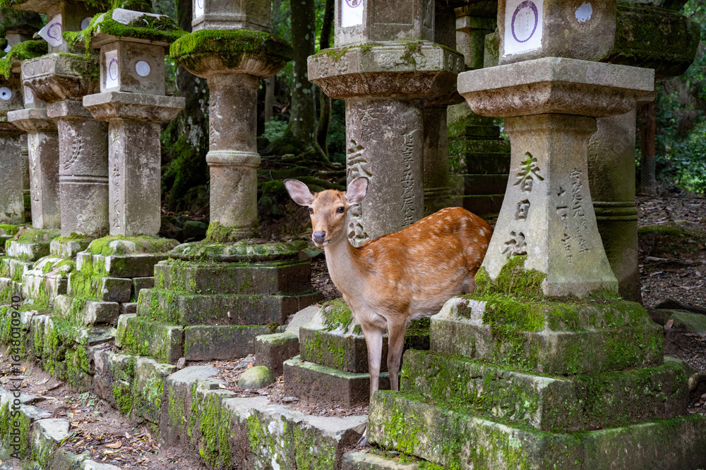 Fototapeta premium Deer by tombs in Nara, Kyoto, Japan