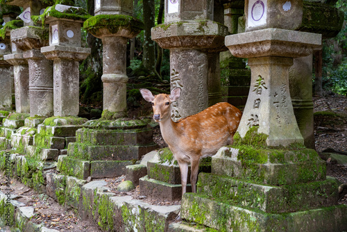 Deer by tombs in Nara, Kyoto, Japan