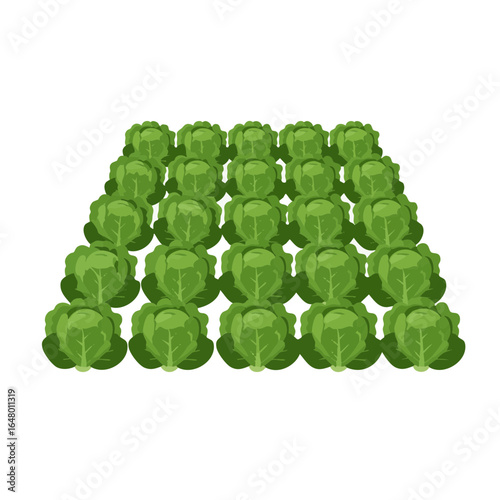 Vector illustration of lettuce rows growing on white background, agriculture theme