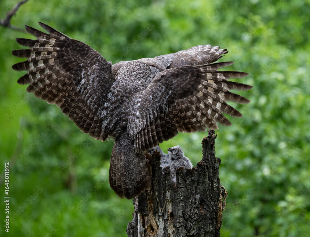 Fototapeta premium Great grey owl family in the spring