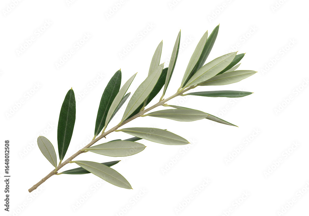 Fototapeta premium Elegant green sprig on transparent background nature still life