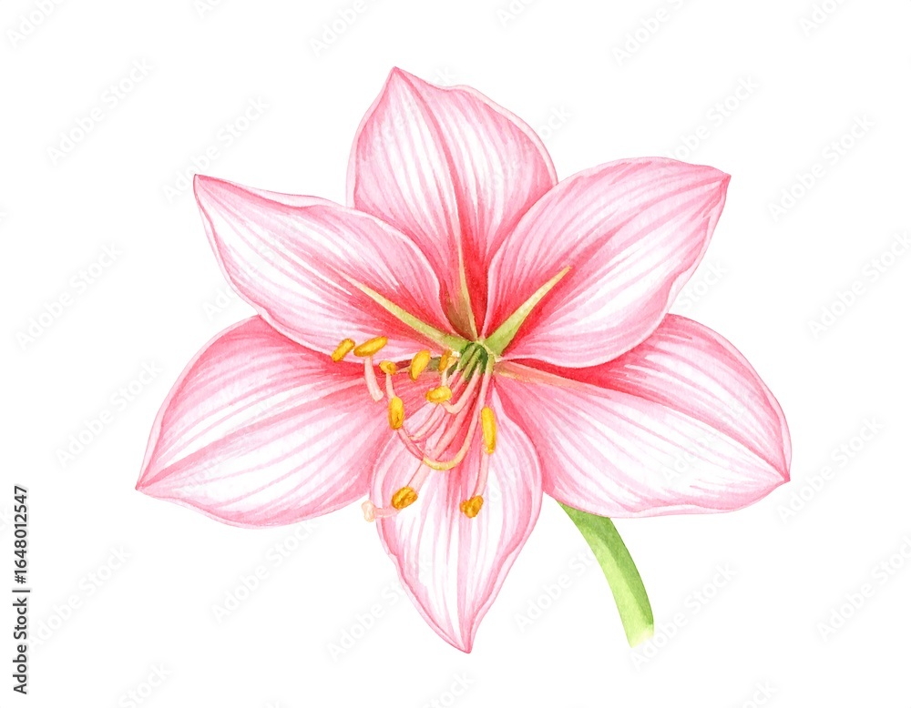 Naklejka premium Detailed illustration of a pink amaryllis