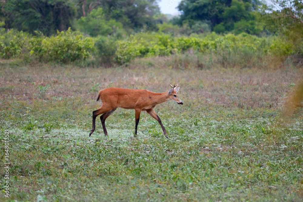 Fototapeta premium marsh deer walking through the pasture