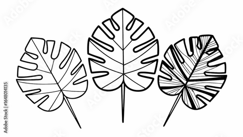 Three monstera leaves in black outline with varying internal patterns shown