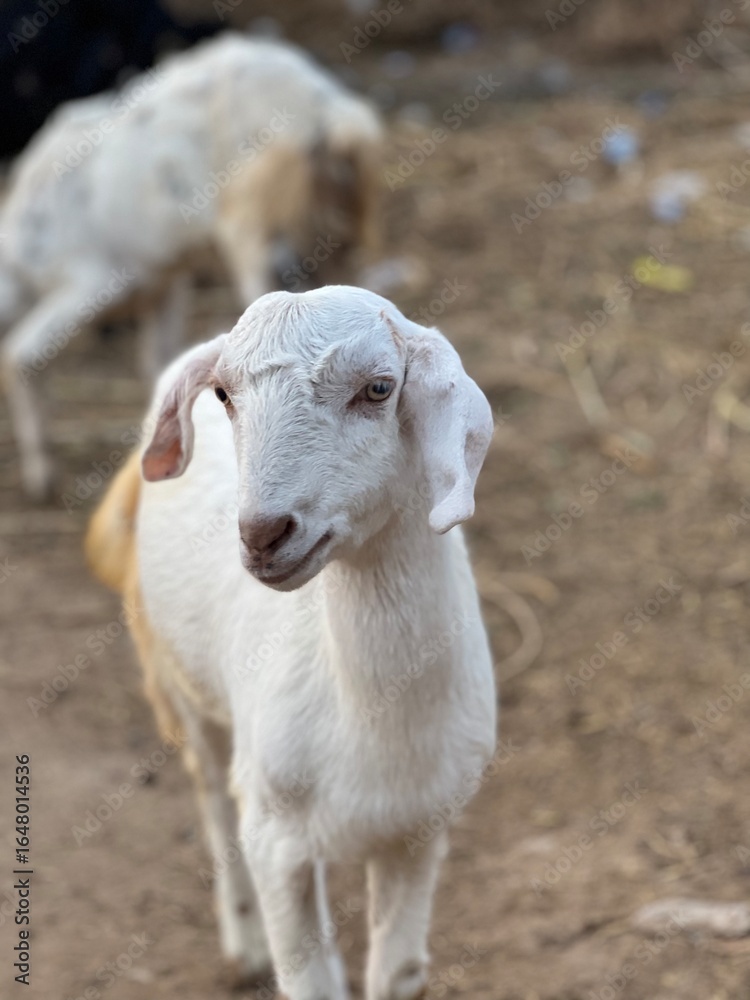 Obraz premium A curious young white goat kid standing outdoors in a farmyard, looking forward
